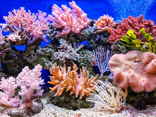 Sunlight falling on a coral reef